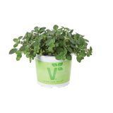 ORIGANO VOLMARY VULGARE PONCHO L12