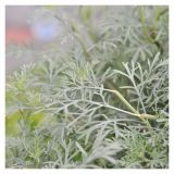 DIŠAVNICA VOLMARY PELIN SAMSON 12 CM