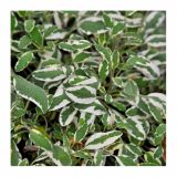 ŽAJBELJ VOLMARY PISANOLISTNI L12