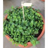 ORIGANO VOLMARY PRAVI L12