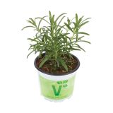 ROŽMARIN VOLMARY ROSMARINUS OFFICINALIS BRITANIA L12