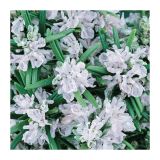 ROŽMARIN VOLMARY ROSMARINUS OFFICINALIS BRITANIA L12