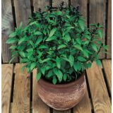 BAZILIKA VOLMARY TAJSKA SIAM QUEEN 12 CM