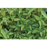 DIŠAVNICA VOLMARY VIETNAMSKI KORIANDER HALONG 12 CM