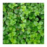 META VOLMARY VISEČA L12