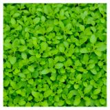 ORIGANO VOLMARY VISEČI DIABOLO L12