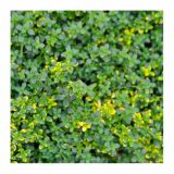 TIMIJAN VOLMARY VISEČI-CITRONSKI L12