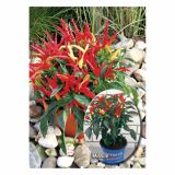 MIX DIŠAVNIC IN ZELIŠČ VOLMARY ZAČIMBNA PAPRIKA- MILD L12