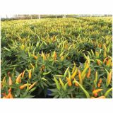 MIX DIŠAVNIC IN ZELIŠČ VOLMARY ZAČIMBNA PAPRIKA- MILD L12