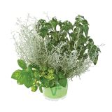 MIX DIŠAVNIC IN ZELIŠČ VOLMARY TRIO ASIA WOK L13