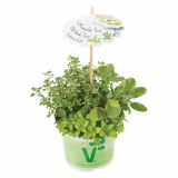 MIX DIŠAVNIC IN ZELIŠČ VOLMARY TRIO BARBECUE GOLDMIX L13