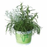 MIX DIŠAVNIC IN ZELIŠČ VOLMARY TRIO BARBECUE MIX L13