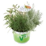 MIX DIŠAVNIC IN ZELIŠČ VOLMARY TRIO BARBECUE MIX L19