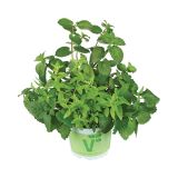 MIX DIŠAVNIC IN ZELIŠČ VOLMARY TRIO ICE TEA L13