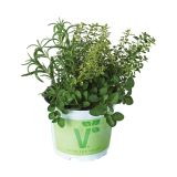 MIX DIŠAVNIC IN ZELIŠČ VOLMARY TRIO PIZZA MIX L19