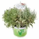 MIX DIŠAVNIC IN ZELIŠČ VOLMARY TRIO PIZZA SILVER MIX L13