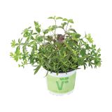 MIX DIŠAVNIC IN ZELIŠČ VOLMARY TRIO PUNCH FIX MIX L13