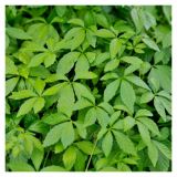 MIX DIŠAVNIC IN ZELIŠČ VOLMARY ZELIŠČE ŽIVLJENJA L12