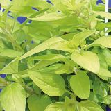 ORIGANO VOLMARY ZLATI GOLD NUGGET L12