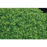 TIMIJAN VOLMARY ZLATI GOLDY L12