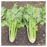 DIŠAVNICA SADIKE ZELENA 9 KOS