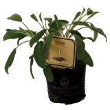 DIŠAVNICA ZLATI ŽAJBELJ