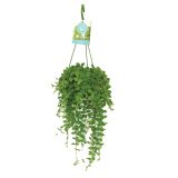 DISCHIDRA NUMMULARIA L14