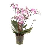 ORHIDEJA DIVJA ORHIDEJA L12