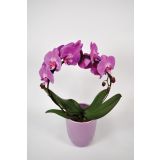 ORHIDEJA DIVJA ORHIDEJA L12