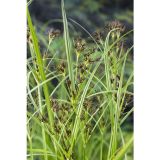 VODNE RASTLINE DOLGOLISTNA OSTRICA L 9