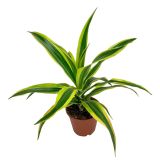ZMAJEVKA DRACAENA L17