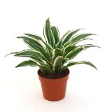 ZMAJEVKA DRACAENA L6