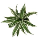 ZMAJEVKA DRACAENA L6