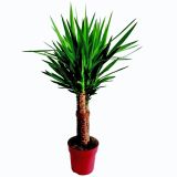 DREVO ŽIVLJENJA JUKA L19