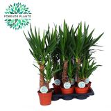 DREVO ŽIVLJENJA JUKA MIX L17