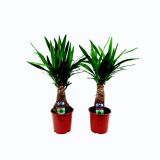 DREVO ŽIVLJENJA L12