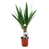 DREVO ŽIVLJENJA L27