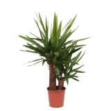 DREVO ŽIVLJENJA YUCCA ELEPHANTIPES 45-20 XL L21 CM