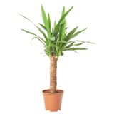 DREVO ŽIVLJENJA -YUCCA L12 CM