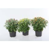 KRIZANTEMA DROBNOCVETNA L12 MINI MUMS