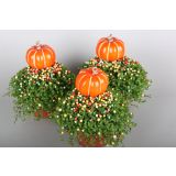 SOBNA ZELENA RASTLINA DRUŽINSKA SREČA L9