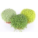 SOBNA ZELENA RASTLINA DRUŽINSKA SREČA MIX L11