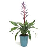 CVETOČA SOBNA RASTLINA EHMEJA V OKRASNEM LONCU BLUE RAIN L13