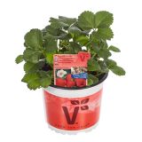 JAGODA VOLMARY ELAN L13