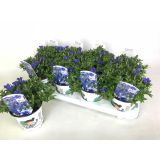 TRAJNICA ENCIJAN 'LUIS' L12