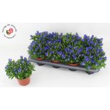 TRAJNICA ENCIJAN 'LUIS' L12