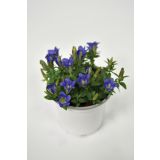 TRAJNICA ENCIJAN GENTIANA SCABRA BLUE HEART