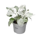 ENOLETNICA JACOBEAE MARITIMA L9 CM