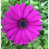 ENOLETNICA KAPSKI MESEČEK L11 CM