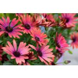 ENOLETNICA KAPSKI MESEČEK L11 CM